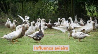Influenza aviaire dans la faune sauvage autour du lac du Der : maintien de la zone réglementée
